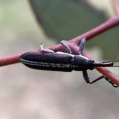 Rhinotia suturalis (Belid weevil) at Karabar, NSW - 14 Nov 2021 by SteveBorkowskis