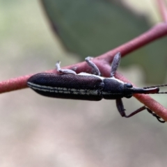 Rhinotia suturalis (Belid weevil) at Karabar, NSW - 14 Nov 2021 by Steve_Bok