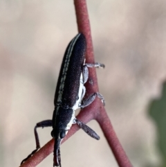 Rhinotia suturalis at Karabar, NSW - 14 Nov 2021 05:07 PM