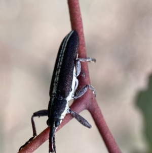 Rhinotia suturalis at Karabar, NSW - 14 Nov 2021 05:07 PM