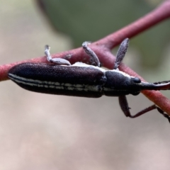 Rhinotia suturalis at Karabar, NSW - 14 Nov 2021 05:07 PM