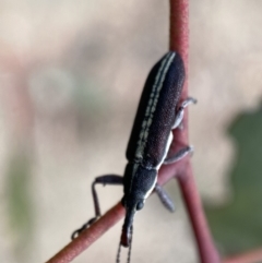 Rhinotia suturalis at Karabar, NSW - 14 Nov 2021 05:07 PM