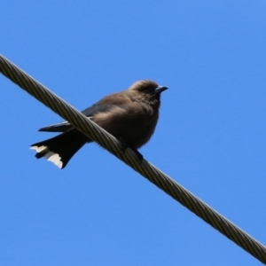 Artamus cyanopterus at Hume, ACT - 14 Nov 2021