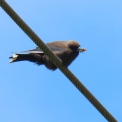 Artamus cyanopterus at Hume, ACT - 14 Nov 2021