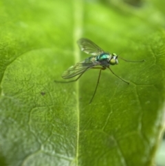 Austrosciapus sp. (genus) (Long-legged fly) at Jerrabomberra, NSW - 14 Nov 2021 by SteveBorkowskis