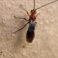 Braconidae (family) (Unidentified braconid wasp) at Jerrabomberra, NSW - 14 Nov 2021 by SteveBorkowskis