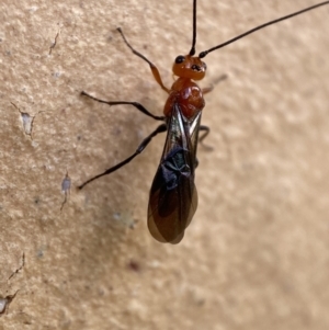 Braconidae (family) at Jerrabomberra, NSW - suppressed