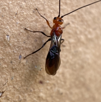 Braconidae (family) (Unidentified braconid wasp) at Jerrabomberra, NSW - 14 Nov 2021 by SteveBorkowskis