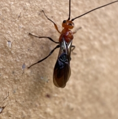 Unidentified Parasitic wasp (numerous families) (TBC) at Jerrabomberra, NSW - 14 Nov 2021 by Steve_Bok
