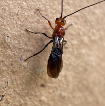 Braconidae (family) (Unidentified braconid wasp) at QPRC LGA - 14 Nov 2021 by Steve_Bok