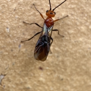 Braconidae (family) at Jerrabomberra, NSW - suppressed