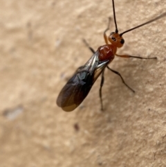 Braconidae (family) at Jerrabomberra, NSW - suppressed