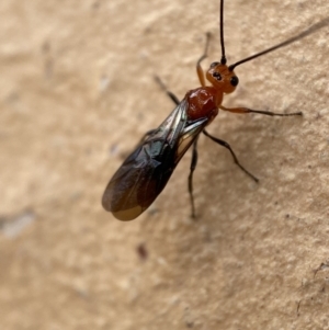 Braconidae (family) at Jerrabomberra, NSW - suppressed