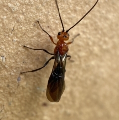 Braconidae (family) at Jerrabomberra, NSW - suppressed