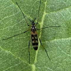 Gynoplistia (Gynoplistia) bella (A crane fly) at Karabar, NSW - 14 Nov 2021 by SteveBorkowskis