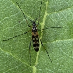 Gynoplistia (Gynoplistia) bella (A crane fly) at QPRC LGA - 14 Nov 2021 by Steve_Bok