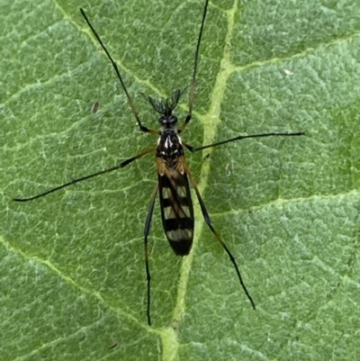 Gynoplistia (Gynoplistia) bella (A crane fly) at Karabar, NSW - 14 Nov 2021 by Steve_Bok