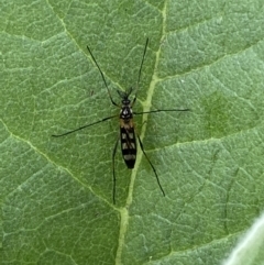 Gynoplistia (Gynoplistia) bella at Karabar, NSW - 14 Nov 2021