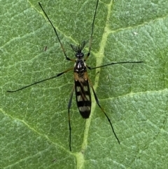 Gynoplistia (Gynoplistia) bella at Karabar, NSW - 14 Nov 2021