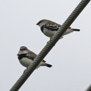 Stagonopleura guttata at Hume, ACT - 14 Nov 2021