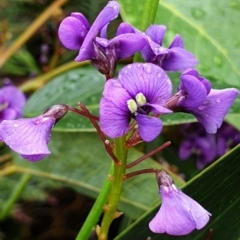 Hardenbergia violacea (False Sarsaparilla) at Cape Conran, VIC - 7 Nov 2021 by drakes