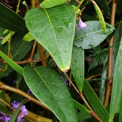 Hardenbergia violacea at Cape Conran, VIC - 7 Nov 2021