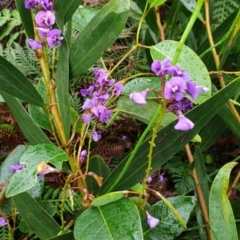 Hardenbergia violacea at Cape Conran, VIC - 7 Nov 2021 12:37 PM