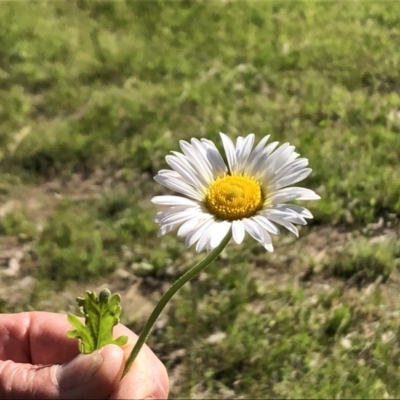 Brachyscome diversifolia var. dissecta (Tall Daisy) at Sutton, NSW - 31 Oct 2021 by Whirlwind