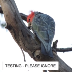 Callocephalon fimbriatum (Gang-gang Cockatoo) at GG38 - 14 Nov 2021 by michaelb