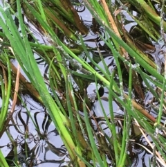 Juncus articulatus at Throsby, ACT - 8 Sep 2020 12:02 PM