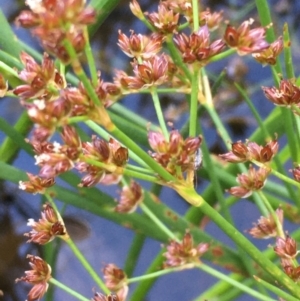 Juncus articulatus at Campbell, ACT - 7 Jan 2021