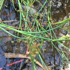 Juncus articulatus at Campbell, ACT - 7 Jan 2021