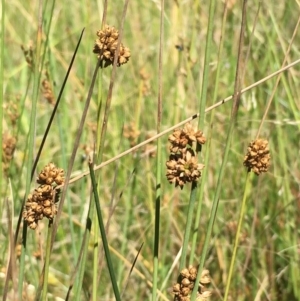 Juncus subsecundus at Watson, ACT - 14 Jan 2021