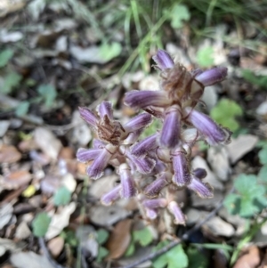 Orobanche minor at Molonglo Valley, ACT - 15 Nov 2021