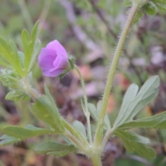 Geranium solanderi var. solanderi (Native Geranium) at Tuggeranong Hill - 11 Oct 2021 by michaelb