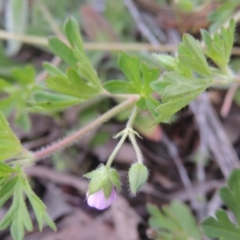 Geranium solanderi var. solanderi at Theodore, ACT - 11 Oct 2021 05:17 PM