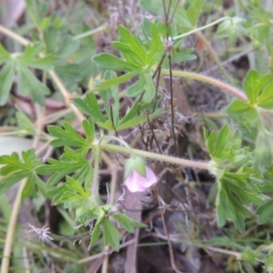 Geranium solanderi var. solanderi at Theodore, ACT - 11 Oct 2021