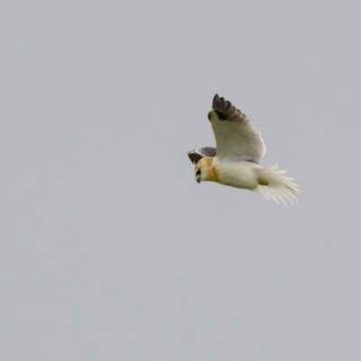 Elanus axillaris (Black-shouldered Kite) at Stony Creek - 13 Nov 2021 by trevsci