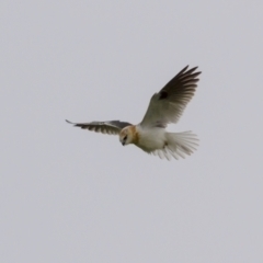 Elanus axillaris at Stromlo, ACT - 13 Nov 2021