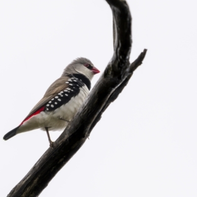 Stagonopleura guttata (Diamond Firetail) at Stromlo, ACT - 13 Nov 2021 by trevsci