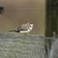 Stizoptera bichenovii (Double-barred Finch) at Stony Creek - 13 Nov 2021 by trevsci