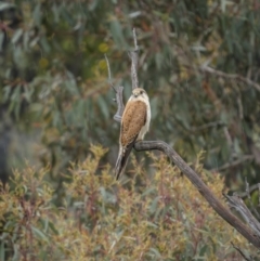 Falco cenchroides (Nankeen Kestrel) at Stromlo, ACT - 13 Nov 2021 by trevsci