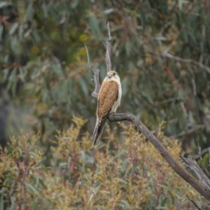 Falco cenchroides at Stromlo, ACT - 13 Nov 2021