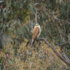 Falco cenchroides (Nankeen Kestrel) at Stony Creek - 13 Nov 2021 by trevsci