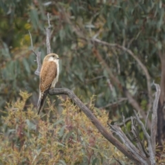 Falco cenchroides at Stromlo, ACT - 13 Nov 2021