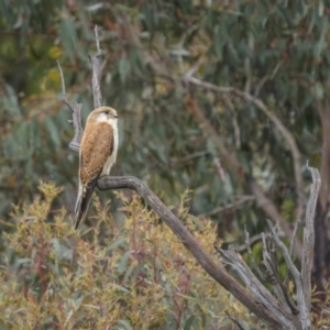 Falco cenchroides at Stromlo, ACT - 13 Nov 2021