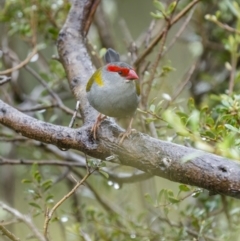 Neochmia temporalis at Stromlo, ACT - 13 Nov 2021