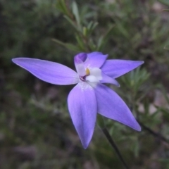 Glossodia major (Wax Lip Orchid) at Rob Roy Range - 11 Oct 2021 by michaelb