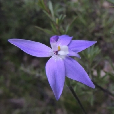 Glossodia major (Wax Lip Orchid) at Rob Roy Spring 1(M) - 11 Oct 2021 by michaelb