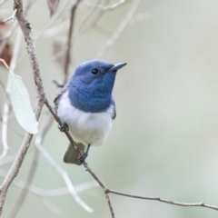 Myiagra rubecula (Leaden Flycatcher) at West Stromlo - 13 Nov 2021 by trevsci